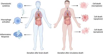 Donor-specific graft injury in solid organ transplantation: potential mechanisms and therapeutic strategies